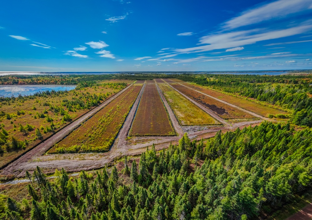 Atocatière Chiasson Ltée / Chiasson Cranberries Ltd Image 3