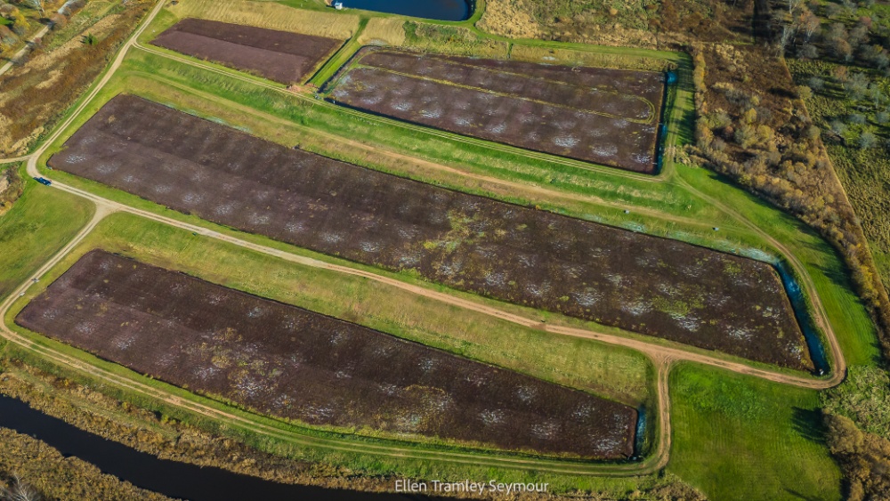Coastal Cranberries Ltd Image 3