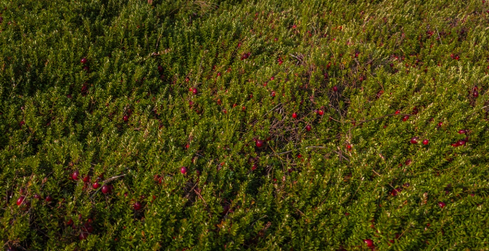 Cranberry Fields Ltd. Image 5