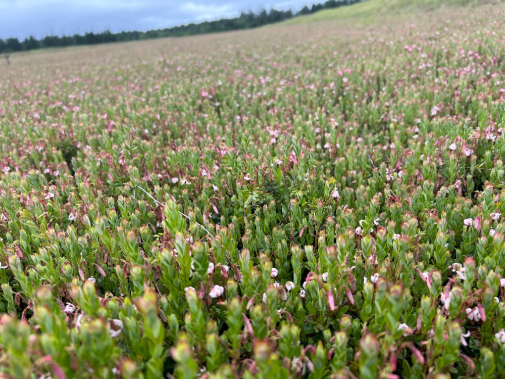 Pleasant Ridge Cranberries Image 3