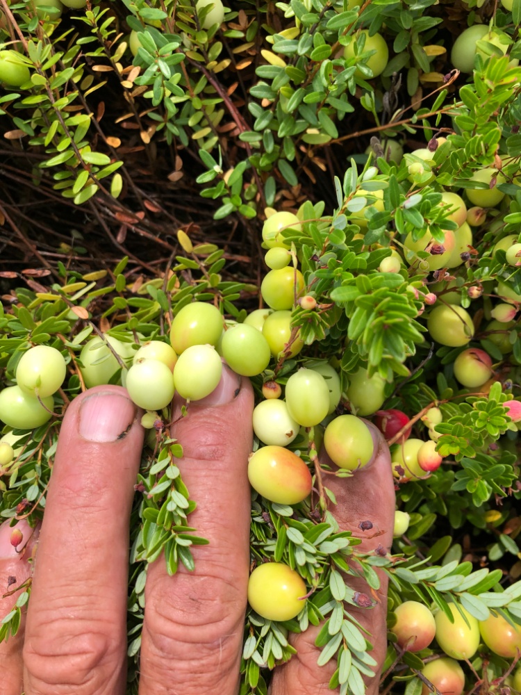 Pleasant Ridge Cranberries Image 4