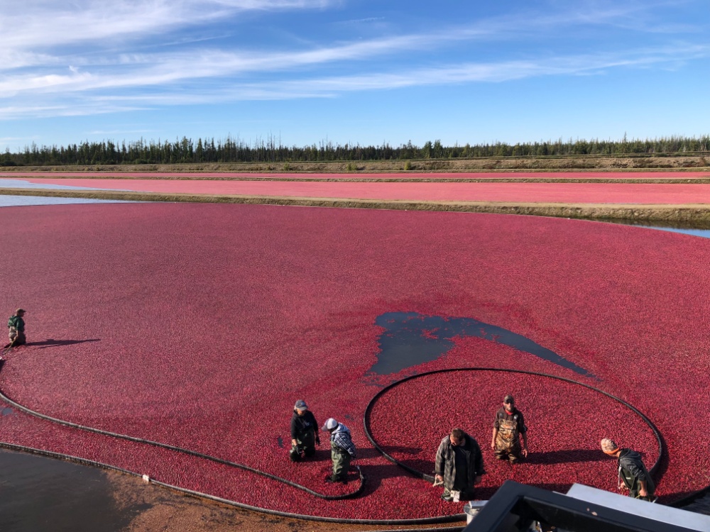 Pleasant Ridge Cranberries Image 5