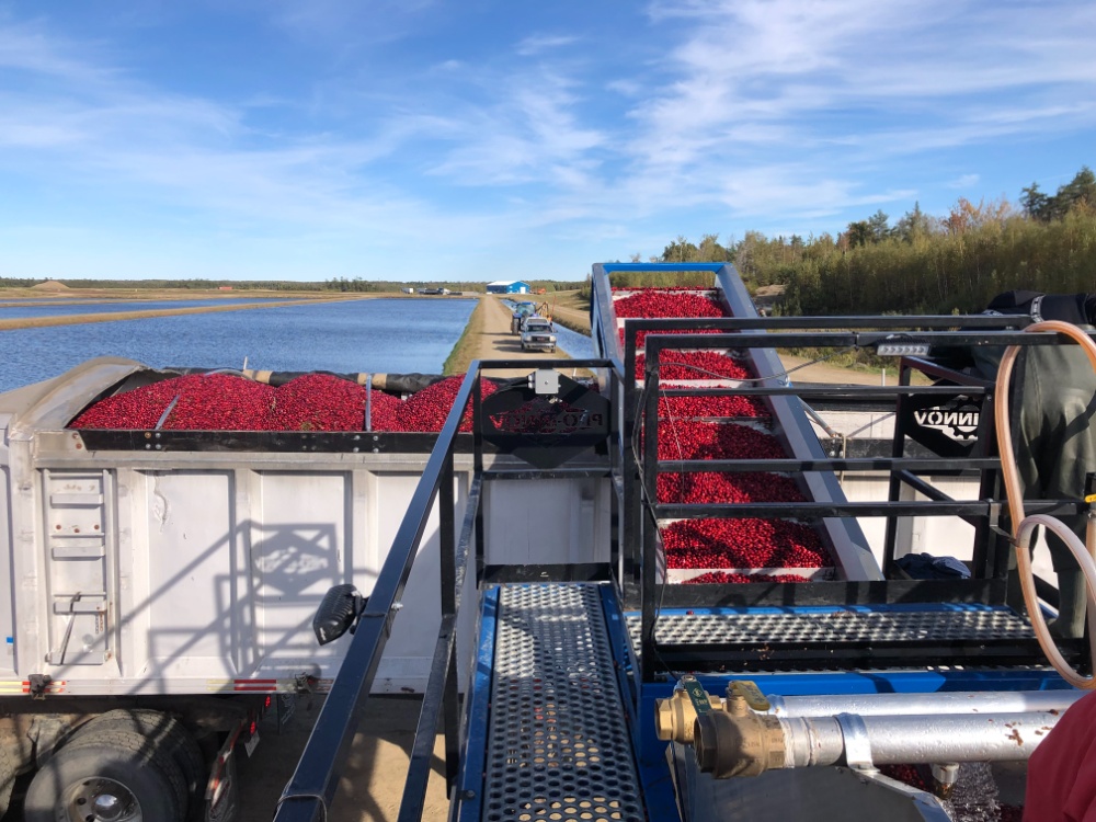 Pleasant Ridge Cranberries Image 6
