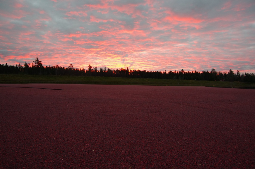 Springbrook Cranberry Inc. Image 5