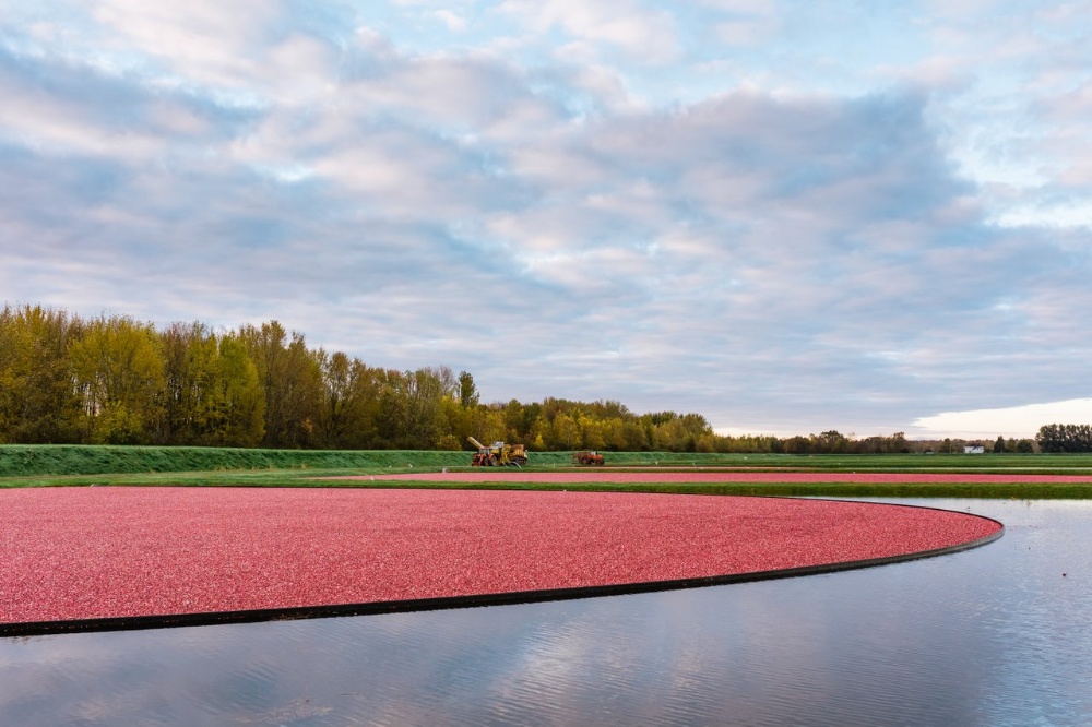 Sunberry Cranberry Producers Image 4