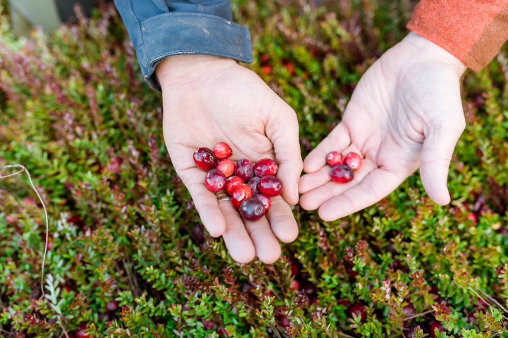 Sunberry Cranberry Producers Image 6